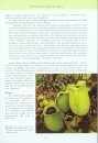 Pitcher Plants of Borneo