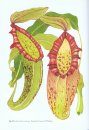 Pitcher Plants of Borneo