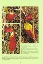 Pitcher Plants of Borneo
