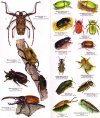 Costa Rica: Arachnids Insects [English / Spanish]