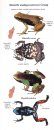 Frogs of Madagascar, Genus Mantella: Pocket Identification Guide