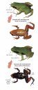 Frogs of Madagascar, Genus Mantella: Pocket Identification Guide