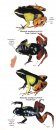 Frogs of Madagascar, Genus Mantella: Pocket Identification Guide