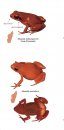 Frogs of Madagascar, Genus Mantella: Pocket Identification Guide