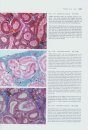 Atlas of Fish Histology