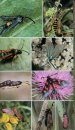 Collins Complete Guide to British Insects