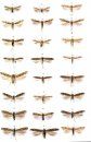 Microlepidoptera of Europe, Volume 6