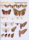 Colour Identification Guide to Moths of the British Isles