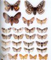 Colour Identification Guide to Moths of the British Isles