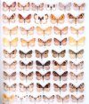 Colour Identification Guide to Moths of the British Isles