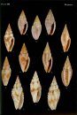 Philippine Marine Mollusks, Volume 2