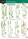 Guide to Common Grasses