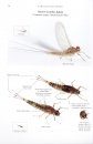 A Pictorial Guide to the British Ephemeroptera