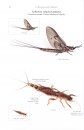 A Pictorial Guide to the British Ephemeroptera