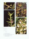 Genera Orchidacearum, Volume 6: Epidendroideae (Part Three) 
