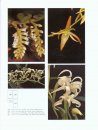 Genera Orchidacearum, Volume 6: Epidendroideae (Part Three) 