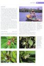 World Atlas of Mangroves