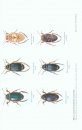 The Larger Water Beetles of the British Isles