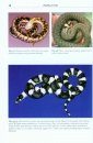 Snake Diseases