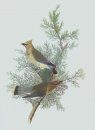 Audubon: Beyond Birds