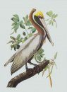 Audubon: Beyond Birds