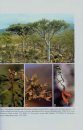 Biodiversity of Socotra: Forests, Woodlands and Bryophytes