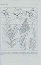 Biodiversity of Socotra: Forests, Woodlands and Bryophytes
