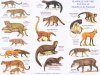 Mammals of the Pantanal / Mamiferos do Pantanal