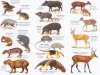 Mammals of the Pantanal / Mamiferos do Pantanal