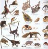 Panama: Mammals and Tracks [English / Spanish]