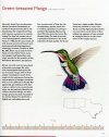 Hummingbirds of Texas