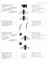 The Encyclopedia of the Swedish Flora and Fauna, Tvåvingar: Blomflugor [Swedish]