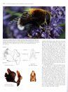 The Encyclopedia of the Swedish Flora and Fauna, Tvåvingar: Blomflugor [Swedish]