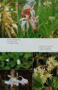 Flowering Plants of Thailand