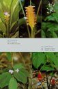Flowering Plants of Thailand