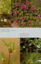Flowering Plants of Thailand