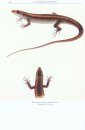 The Lizards of Indochina / Les Lézards de l'Indochine