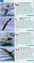 Pocket Guide to Birds of Southern Africa