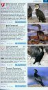 Pocket Guide to Birds of Southern Africa