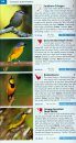 Pocket Guide to Birds of Southern Africa