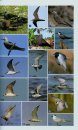 The Complete Photographic Guide to Birds of Southern Africa