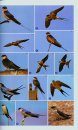 The Complete Photographic Guide to Birds of Southern Africa
