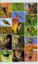 The Complete Photographic Guide to Birds of Southern Africa