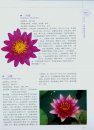 Nymphaea (Water Lily) [Chinese]