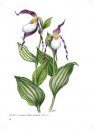 Die Orchideengattung Cypripedium [The Orchid Genus Cypripedium]
