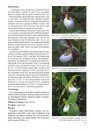 Die Orchideengattung Cypripedium [The Orchid Genus Cypripedium]