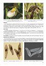 Die Orchideengattung Cypripedium [The Orchid Genus Cypripedium]