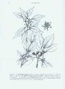 Flora of China Illustrations, Volume 11