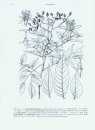 Flora of China Illustrations, Volume 11