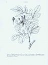 Flora of China Illustrations, Volume 11